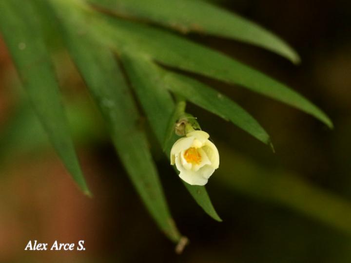 Lockhartia hercodonta