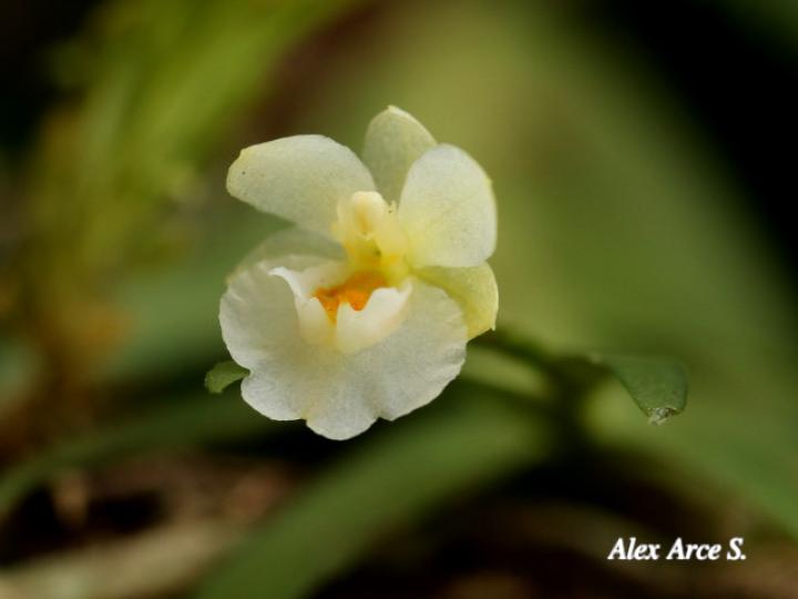 Lockhartia hercodonta