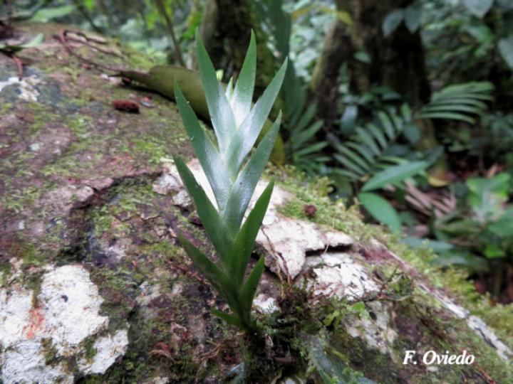 Lockhartia hercodonta