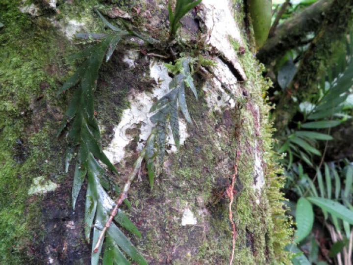 Lockhartia hercodonta