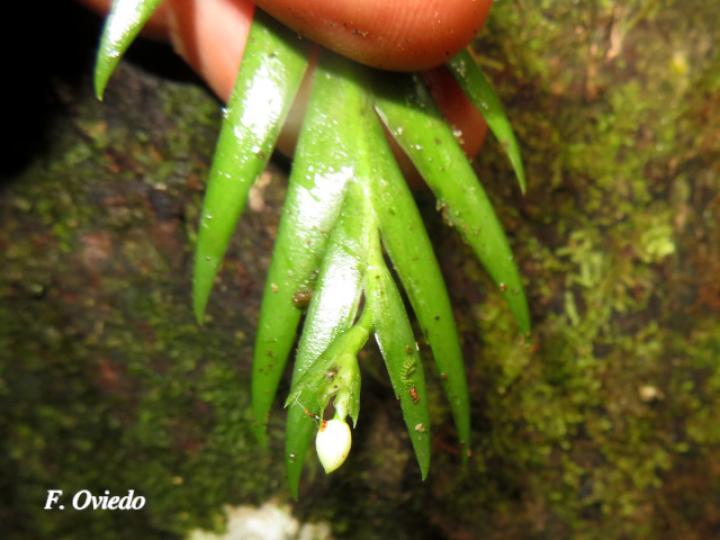 Lockhartia hercodonta