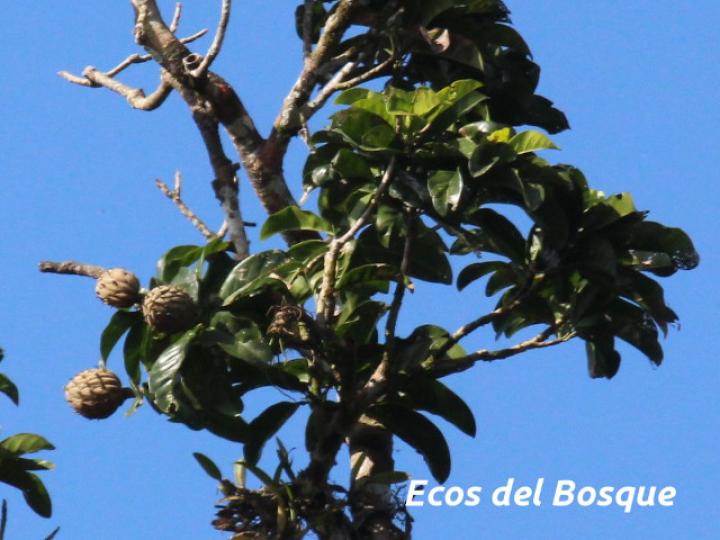 Magnolia gloriensis (Magnolia, Anonillo)