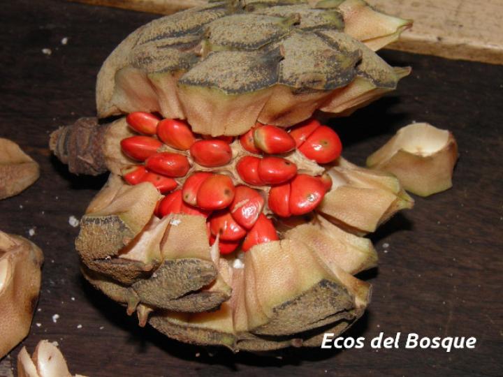 Magnolia gloriensis (Magnolia, Anonillo)