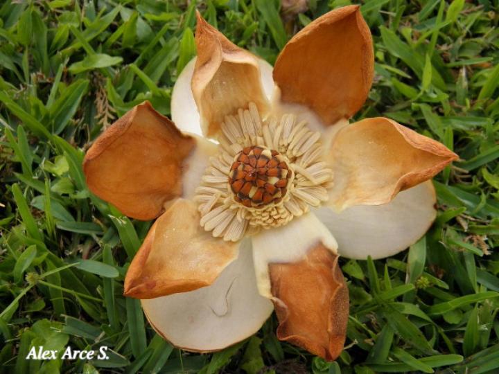 Magnolia gloriensis (Magnolia, Anonillo)