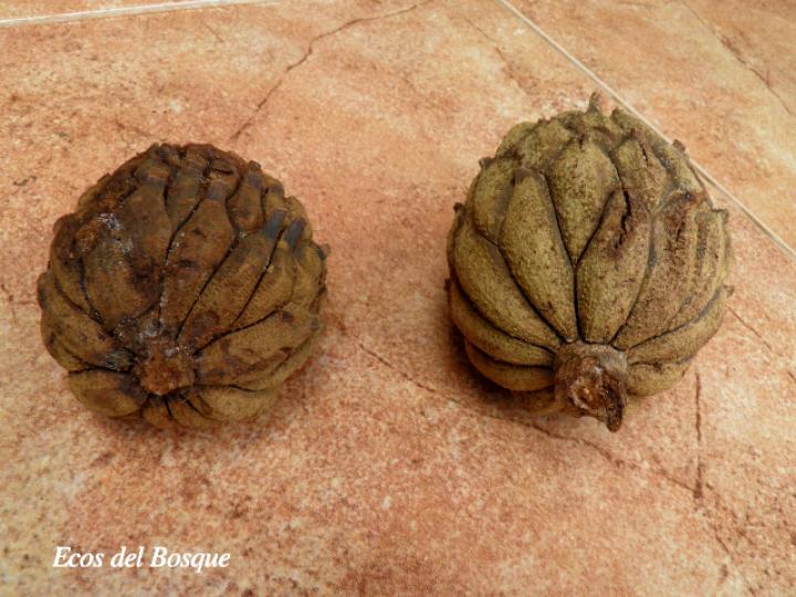 Magnolia gloriensis (Magnolia, Anonillo)