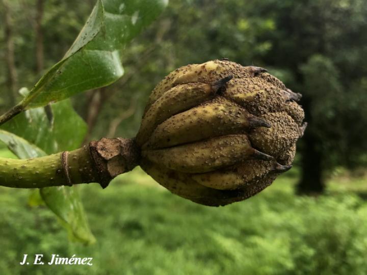 Magnolia gloriensis (Magnolia, Anonillo)