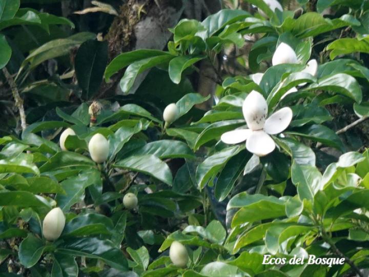 Magnolia gloriensis (Magnolia, Anonillo)