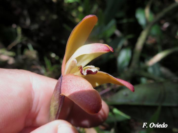 Maxillaria porrecta
