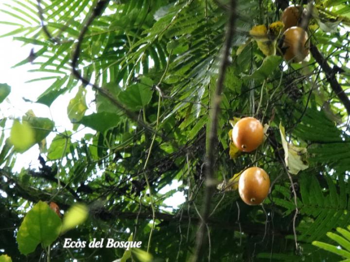 Melothria dulcis