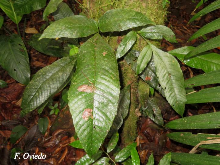 Mickelia nicotianifolia