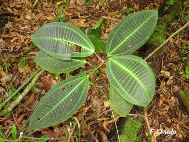 Miconia calvescens