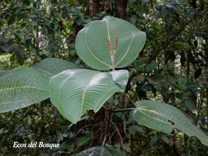 Miconia calvescens