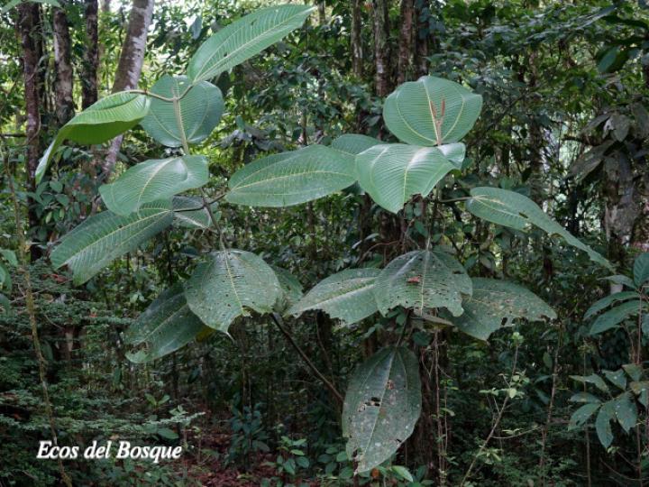 Miconia calvescens