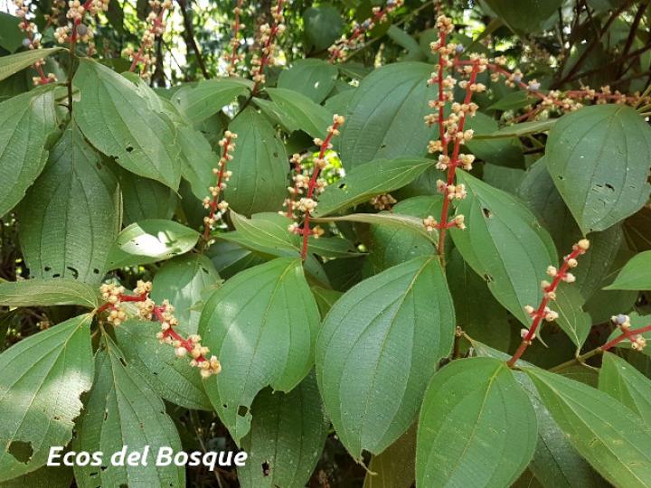 Miconia nervosa