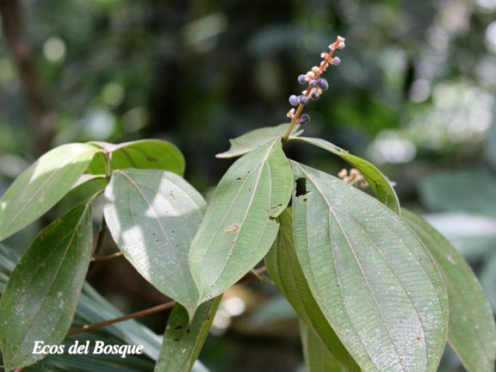 Miconia nervosa
