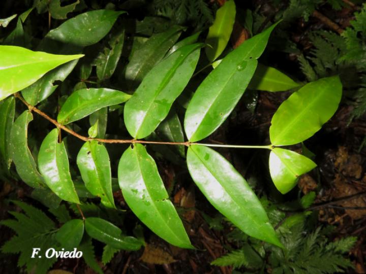 Mouriri gleasoniana (Gasparillo)