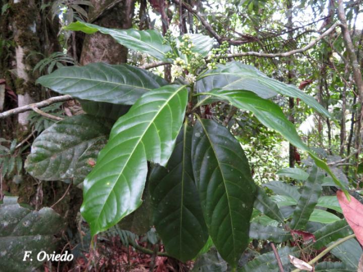 Ocotea dendrodaphne (Aguacatillo)