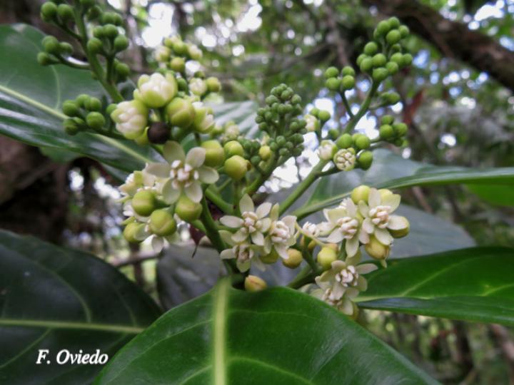 Ocotea dendrodaphne (Aguacatillo)