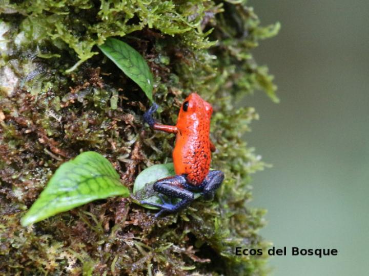 Oophaga pumilio (Rana flecha roja, ranita “blue jeans”)