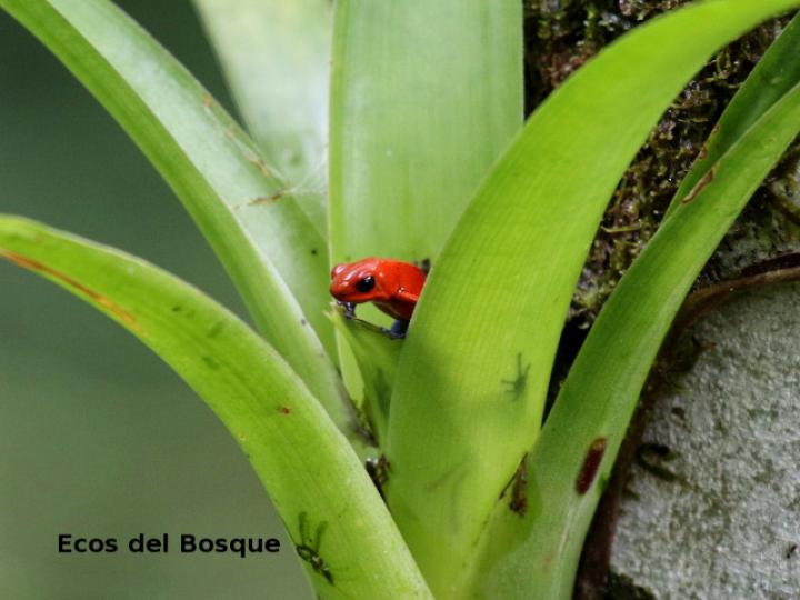 Oophaga pumilio (Rana flecha roja, ranita “blue jeans”)