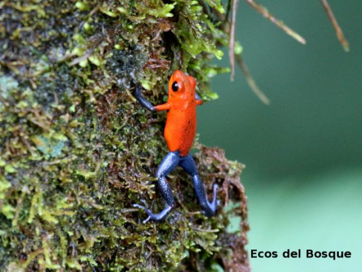 Oophaga pumilio (Rana flecha roja, ranita “blue jeans”)
