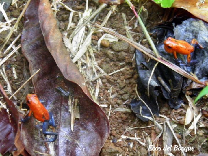 Oophaga pumilio (Rana flecha roja, ranita “blue jeans”)