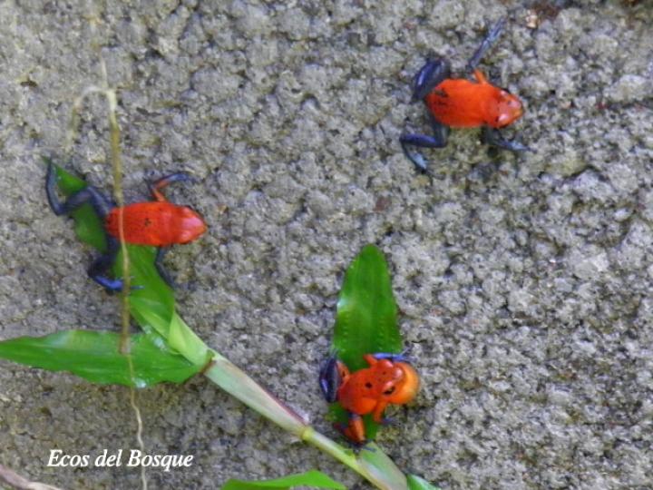Oophaga pumilio (Rana flecha roja, ranita “blue jeans”)