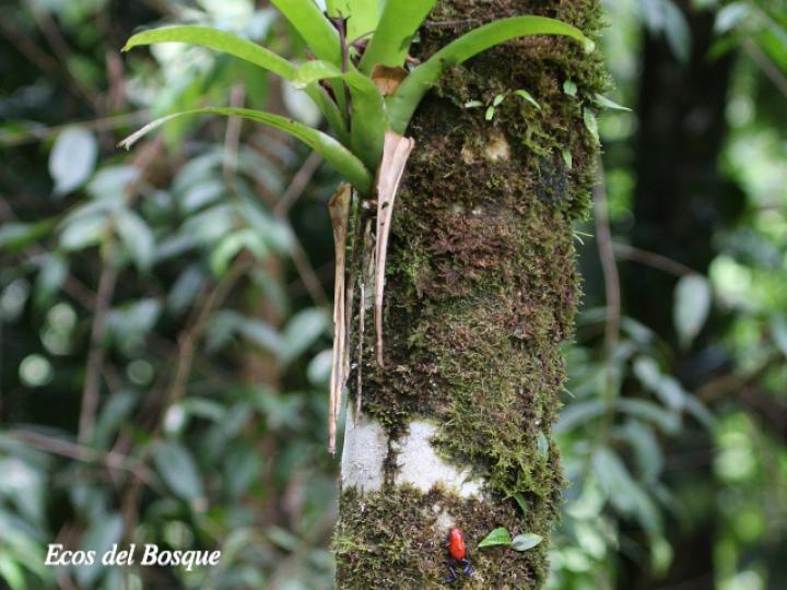 Oophaga pumilio (Rana flecha roja, ranita “blue jeans”)