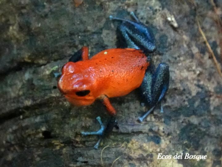 Oophaga pumilio (Rana flecha roja, ranita “blue jeans”)