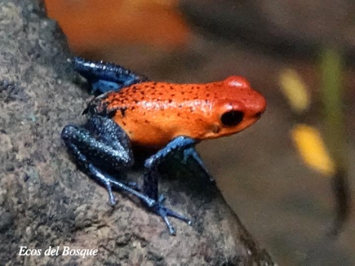 Oophaga pumilio (Rana flecha roja, ranita “blue jeans”)