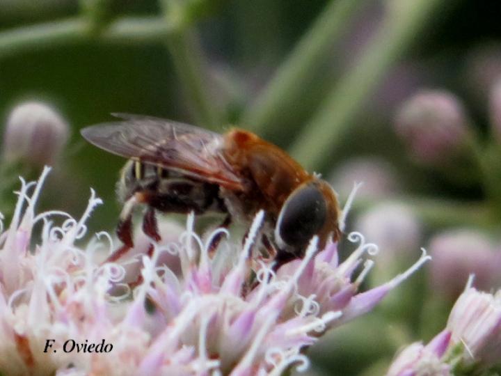 Palpada agrorum (Mosca de las flores)