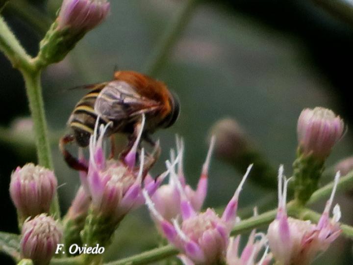 Palpada agrorum (Mosca de las flores)
