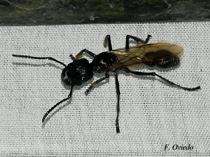 Paraponera clavata (Hormiga bala)