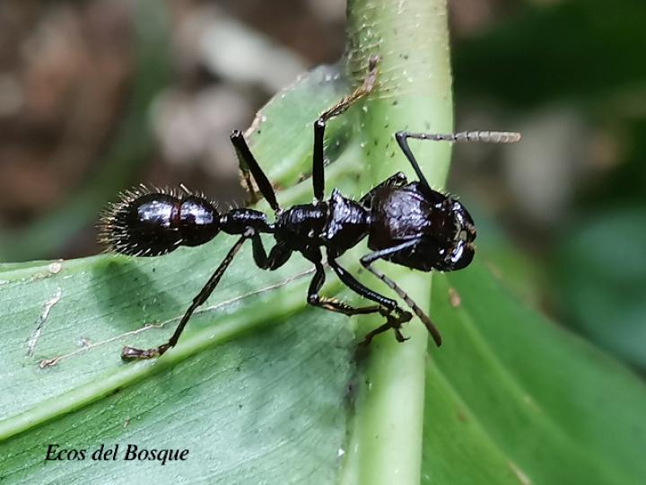 Paraponera clavata (Hormiga bala)