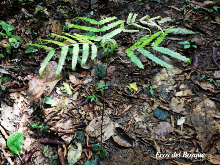Pentaclethra macroloba (Gavilán o Quebracho)