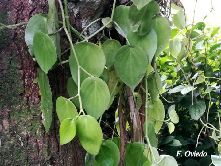 Peperomia vinasiana