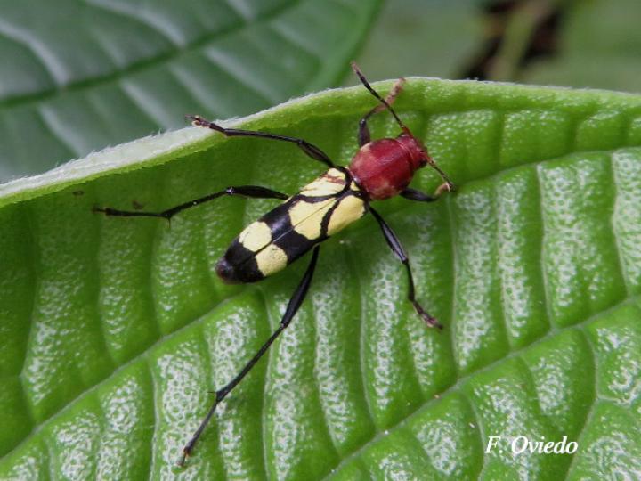 Pirangoclytus amaryllis