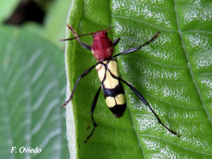 Pirangoclytus amaryllis