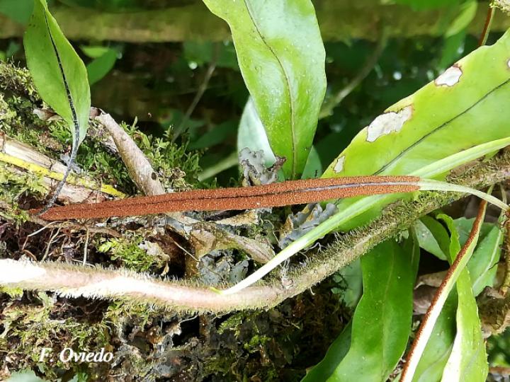 Pleopeltis wiesbaurii