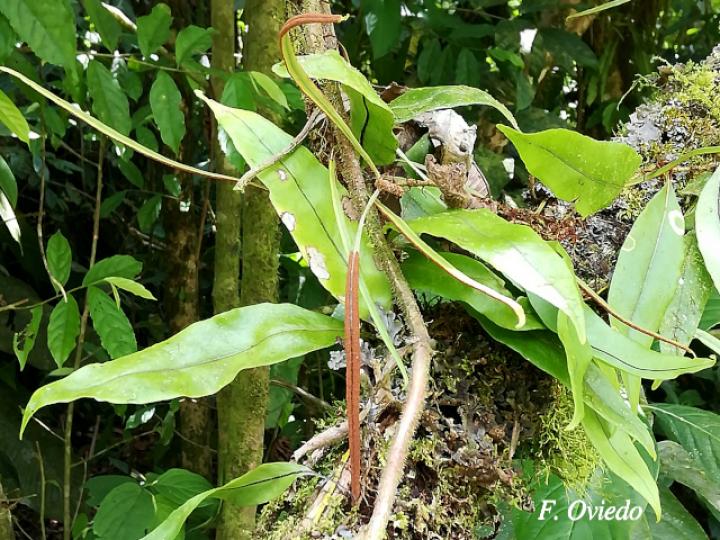 Pleopeltis wiesbaurii