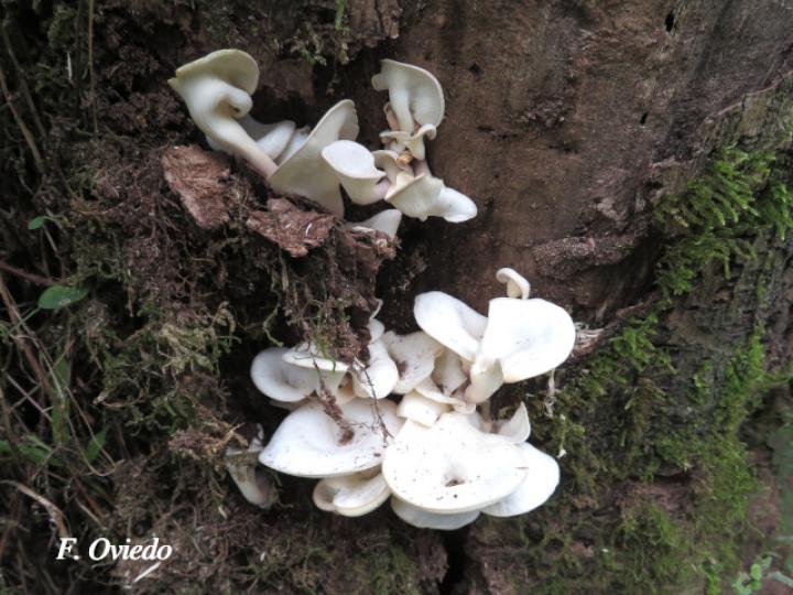 Pleurotus pulmonarius