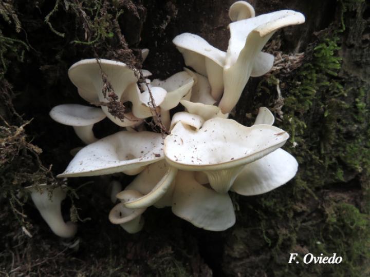 Pleurotus pulmonarius