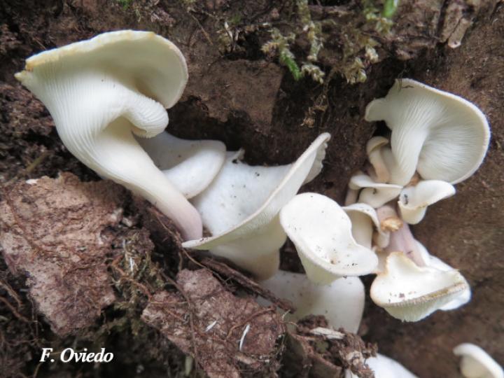 Pleurotus pulmonarius