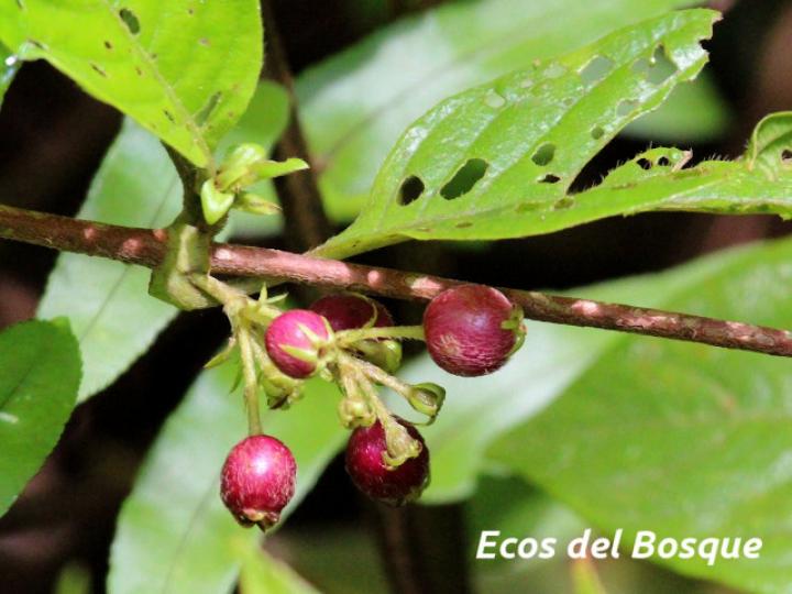 Sabicea panamensis