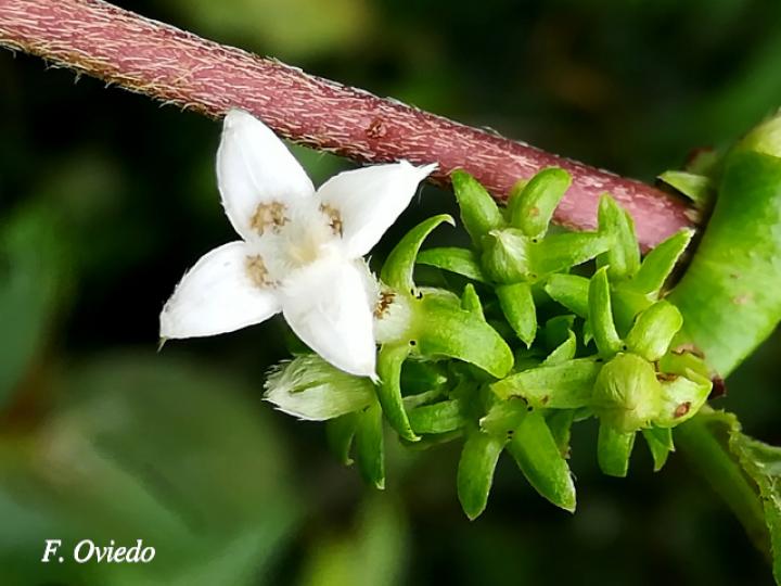 Sabicea panamensis