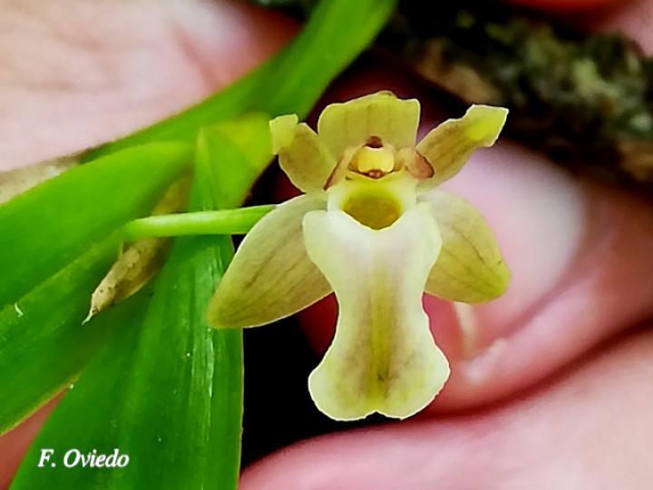 Scaphyglottis amparoana