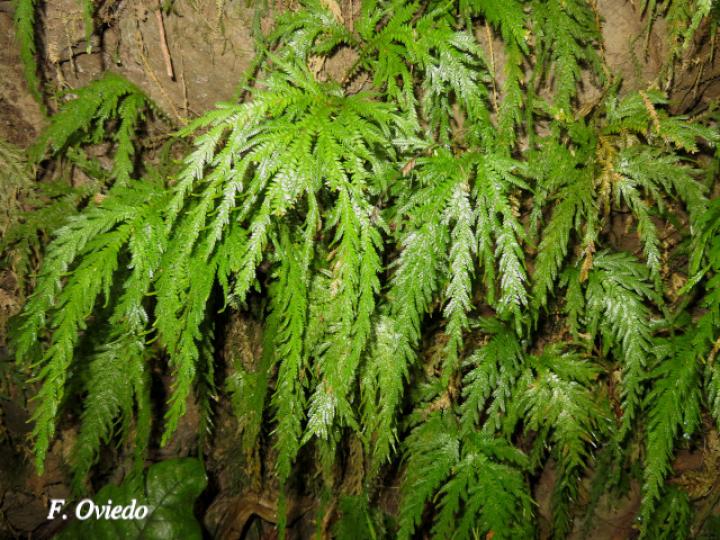 Selaginella arthritica