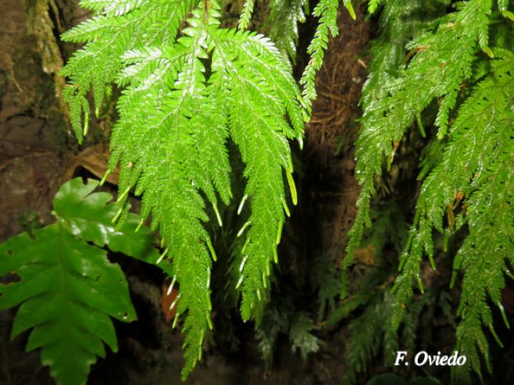 Selaginella arthritica