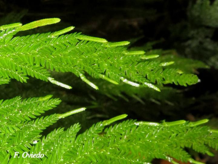 Selaginella arthritica