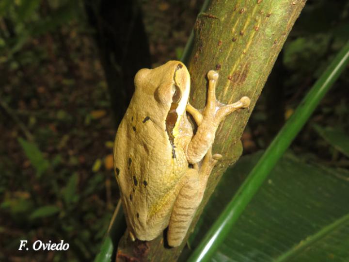 Smilisca phaeota (Rana arborícola enmascarada)